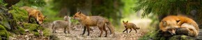 Кухонный фартук Фауна 005 МДФ матовый (3000) Fauna в Лесном - lesnoy.ok-mebel.com | фото